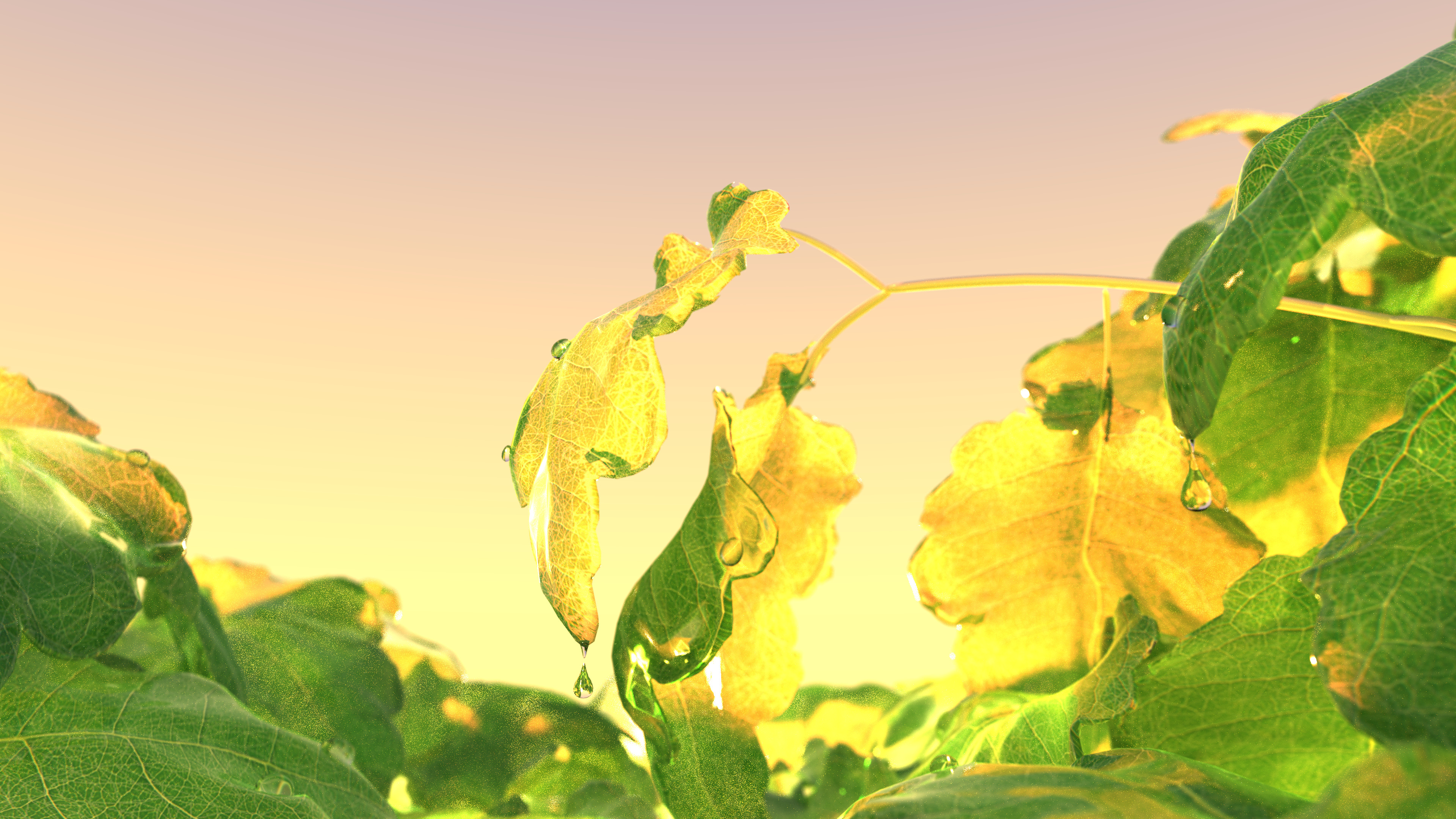 leaves with water droplets in the morning sun